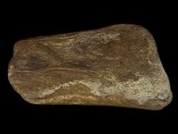 藏品(動物肢骨化石)的圖片